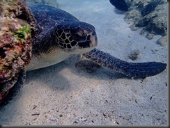 Underwater turtle