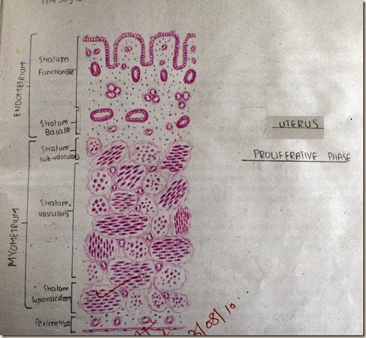 Uterus in Proliferative Phase  high resolution histology diagram