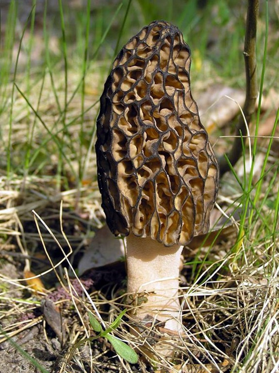 [Conic%2520morel%255B4%255D.jpg]