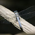 P1070981