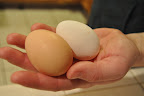  Chicken Gallery