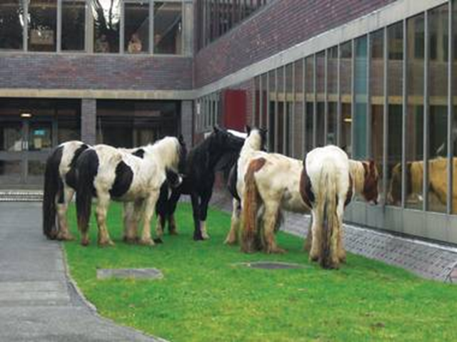 Abandoned horses in Britain stand near an office building. Thousands of horses were abandoned by owners in 2011, as spiralling costs mean horses are left to roam. Redwings