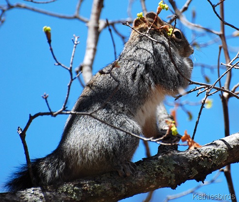 2. gray squirrel-kab