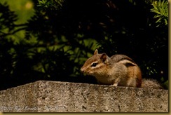 Eastern Chipmunk Eastern Chipmunk