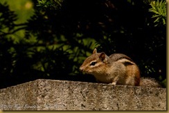 Eastern Chipmunk