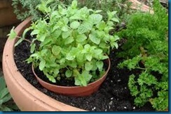 mint in container