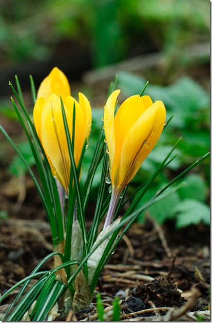 Tcrocus2--2