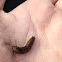Crane fly larva