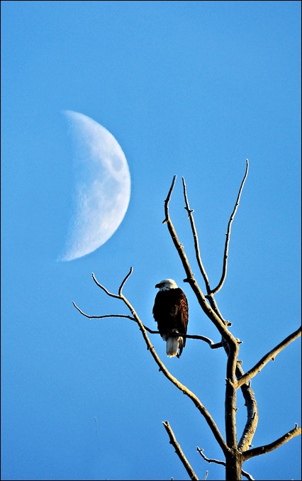 Eagle 1