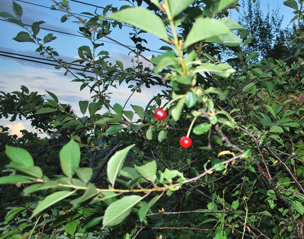 [July2011Cherries3.jpg]