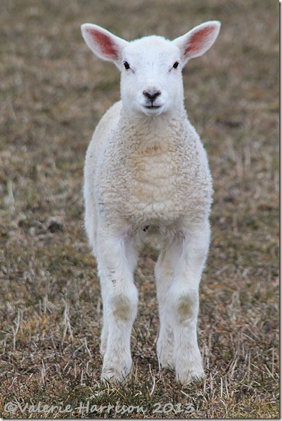 79-lamb