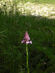 Orchidee