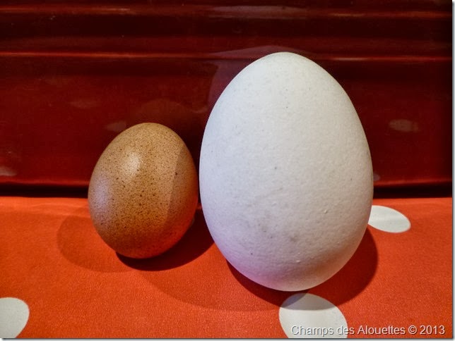 Champs des Alouettes: Chicken Eggs 1 Champs des Alouettes: Chicken Eggs 1