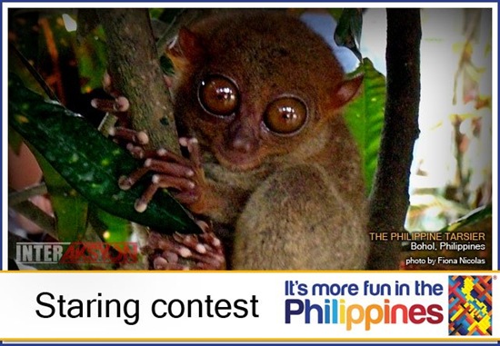Staring contest with Tarsier