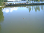 Lonely duck swimming in the pond Lonely duck swimming in the pond