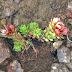 Sedum%252520tenellum%25252c%252520aragats%25252c%2525202012.08.05