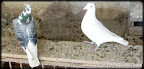 Fotos de Mis Palomas. Slideshow