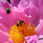 IMG_3592.JPG