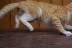 IMGP1182.JPG