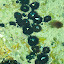 pêche oursin 014.jpg