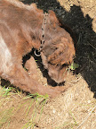 Unlike pigs who are naturally drawn towards truffles, dogs must be trained to find them.  They often scratch or dig to indicate where a truffle might be.