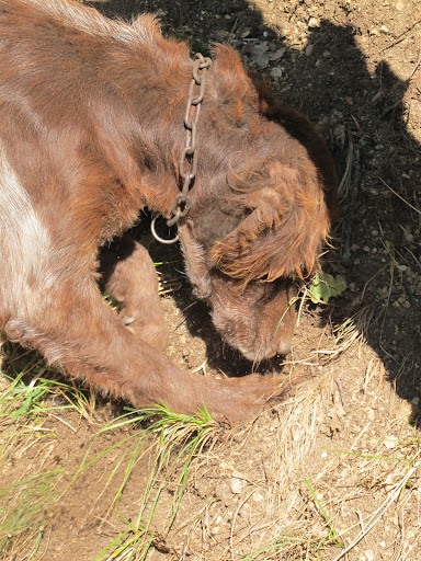 Unlike pigs who are naturally drawn towards truffles, dogs must be trained to find them.  They often scratch or dig to indicate where a truffle might be.