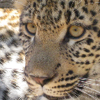 leo.png