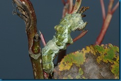 viceroy butterfly caterpillar