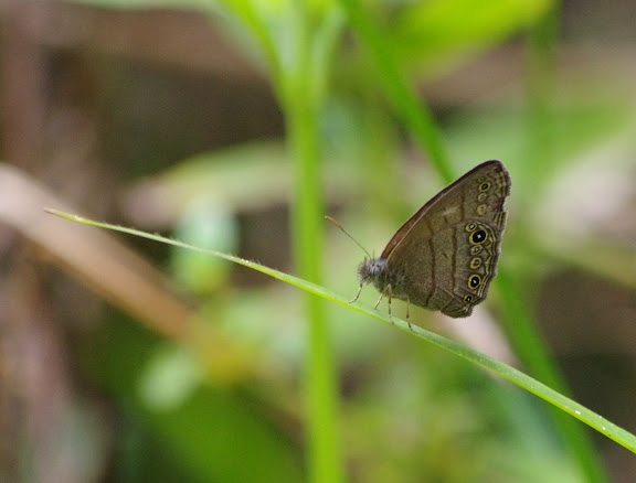Hermeuptychia hermes (FABRICIUS, 1775). Piste de Coralie, 1er novembre 2012. Photo : J.-M. Gayman