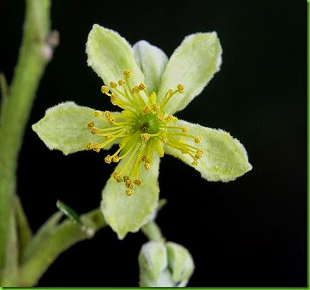 Microcos paniculata Microcos paniculata