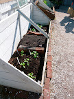 A hot box at the nursery which is basically a cold frame filled with fresh manure as a heat source and topped with soil to plant in, a 'heated greenhouse', of sorts. A great 'green' idea that still works.