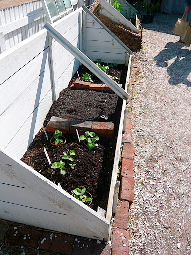 A hot box at the nursery which is basically a cold frame filled with fresh manure as a heat source and topped with soil to plant in, a 'heated greenhouse', of sorts. A great 'green' idea that still works.