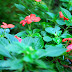 DSC_2206.JPG