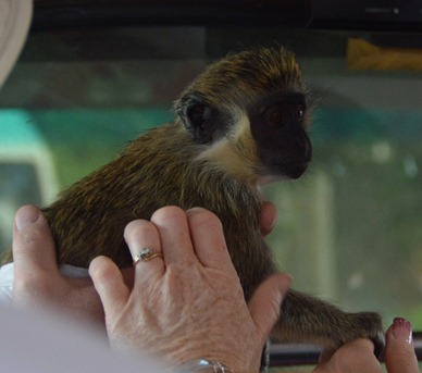 monkey_resized monkey_resized