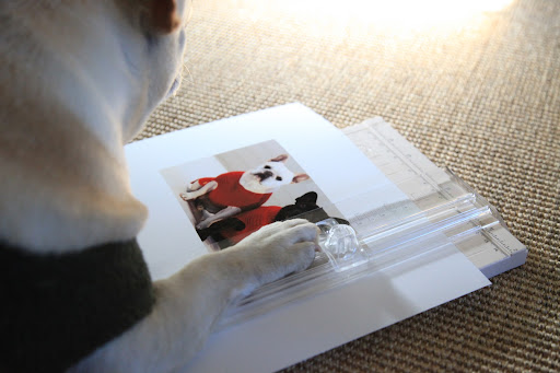 I'll use this Martha Stewart Crafts paper cutter to cut out the photo.  Franny, go find some card stock!