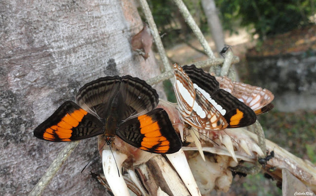 Adelpha mesentina (CRAMER, 1777) et Adelpha iphiclus (L., 1758). À proximité du Rio Teles Pires, município de Nova Canaã do Norte (Mato Grosso, Brésil), 11 juin 2011. Photo : Cidinha Rissi