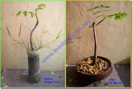 bonsai_tree_b4_n_after_potting