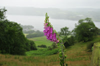 \'Foxgloves\' Windermere