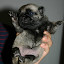 PUGSAMICHETTI