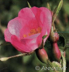 rosa_mosqueta rosa_mosqueta
