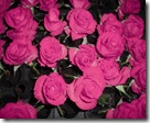 CIMG5929-3 CIMG5929-3