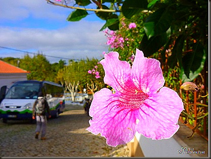 P1180947 P1180947