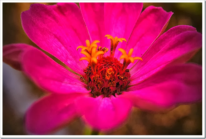 flowers-royalty-free-pictures-1 (958)