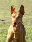 This is a Cirneco dell'Etna - a famous rabbit hunting dog.
Photo By Jennifer Holzke