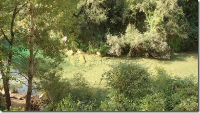 cazorla 026