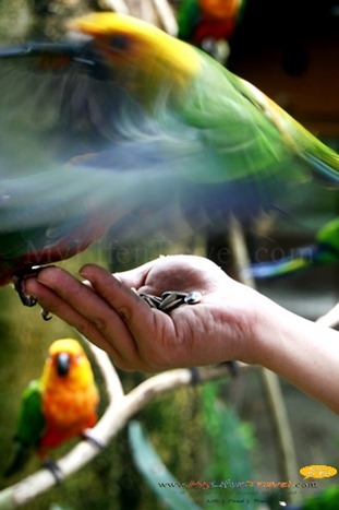Langkawi Wildlife Park Langkawi Wildlife Park