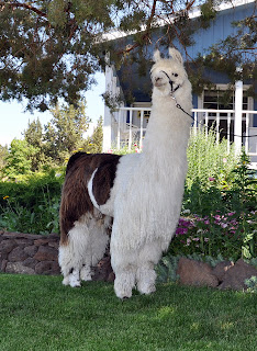 Champion Argentine Mach One (ET)