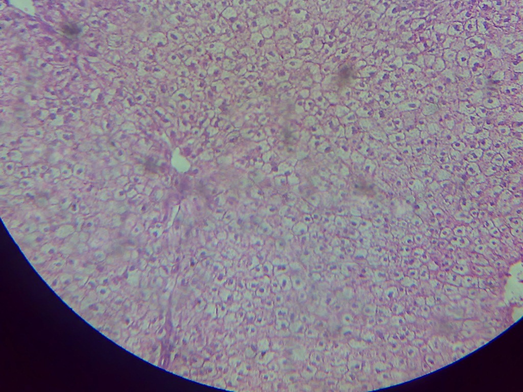 [higly%2520magnified%2520compound%2520microscopy%255B4%255D.jpg]