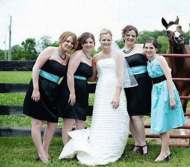 [50_Funniest_Animal_Photobombs_Of_All_Time_37%255B9%255D.jpg]