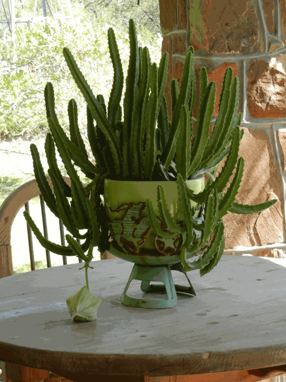 [Dorisan%2527s-plant_single_bloom%255B3%255D.gif]